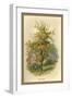 Pear Tree-W.h.j. Boot-Framed Art Print