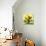 Pear Trees 2-Leah Saulnier-Giclee Print displayed on a wall