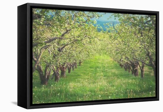 Pear Trees at Hood River Valley, Oregon-Vincent James-Framed Stretched Canvas