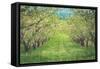 Pear Trees at Hood River Valley, Oregon-Vincent James-Framed Stretched Canvas