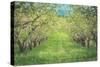 Pear Trees at Hood River Valley, Oregon-Vincent James-Stretched Canvas