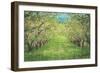 Pear Trees at Hood River Valley, Oregon-Vincent James-Framed Photographic Print