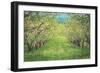 Pear Trees at Hood River Valley, Oregon-Vincent James-Framed Photographic Print