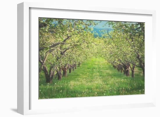 Pear Trees at Hood River Valley, Oregon-Vincent James-Framed Photographic Print