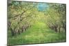 Pear Trees at Hood River Valley, Oregon-Vincent James-Mounted Photographic Print