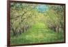 Pear Trees at Hood River Valley, Oregon-Vincent James-Framed Photographic Print