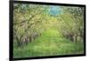 Pear Trees at Hood River Valley, Oregon-Vincent James-Framed Photographic Print