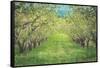 Pear Trees at Hood River Valley, Oregon-Vincent James-Framed Stretched Canvas