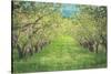 Pear Trees at Hood River Valley, Oregon-Vincent James-Stretched Canvas