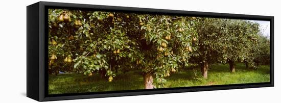 Pear Trees in an Orchard, Hood River, Oregon, USA-null-Framed Stretched Canvas