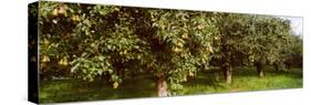 Pear Trees in an Orchard, Hood River, Oregon, USA-null-Stretched Canvas