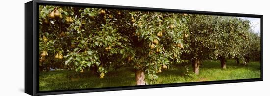 Pear Trees in an Orchard, Hood River, Oregon, USA-null-Framed Stretched Canvas