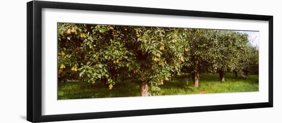 Pear Trees in an Orchard, Hood River, Oregon, USA-null-Framed Premium Photographic Print