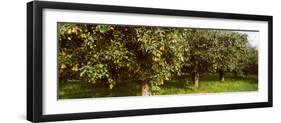 Pear Trees in an Orchard, Hood River, Oregon, USA-null-Framed Premium Photographic Print