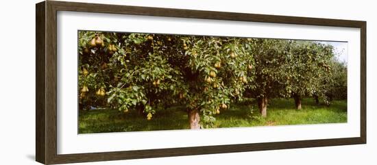 Pear Trees in an Orchard, Hood River, Oregon, USA-null-Framed Photographic Print