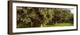 Pear Trees in an Orchard, Hood River, Oregon, USA-null-Framed Photographic Print