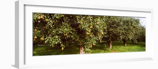 Pear Trees in an Orchard, Hood River, Oregon, USA-null-Framed Photographic Print