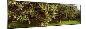 Pear Trees in an Orchard, Hood River, Oregon, USA-null-Mounted Photographic Print