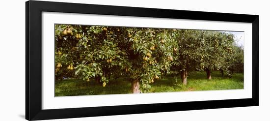 Pear Trees in an Orchard, Hood River, Oregon, USA-null-Framed Photographic Print