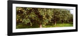 Pear Trees in an Orchard, Hood River, Oregon, USA-null-Framed Photographic Print