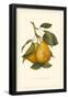 Pear-null-Framed Poster