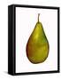 pear-Sarah Thompson-Engels-Framed Stretched Canvas