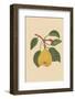 Pear-Gigi Rosado-Framed Photographic Print