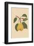 Pear-Gigi Rosado-Framed Photographic Print