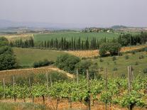 Vines and Vineyards on Rolling Countryside in the Heart of the Chianti District North of Siena-Pearl Bucknall-Photographic Print