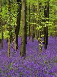 Bluebells in a Beech Wood, West Stoke, West Sussex, England, UK-Pearl Bucknell-Photographic Print