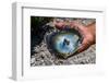 Pearl in a shell with Mother of Pearl, Gaugain Pearl Farm, Rangiroa atoll, Tuamotus-Michael Runkel-Framed Photographic Print