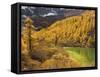 Pearl Lake and Larches, Yading Nature Reserve, Sichuan Province, China, Asia-Jochen Schlenker-Framed Stretched Canvas