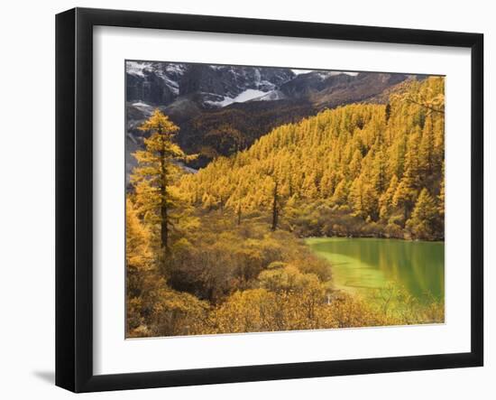 Pearl Lake and Larches, Yading Nature Reserve, Sichuan Province, China, Asia-Jochen Schlenker-Framed Photographic Print