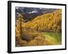 Pearl Lake and Larches, Yading Nature Reserve, Sichuan Province, China, Asia-Jochen Schlenker-Framed Photographic Print