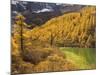 Pearl Lake and Larches, Yading Nature Reserve, Sichuan Province, China, Asia-Jochen Schlenker-Mounted Photographic Print