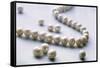 Pearl Necklace-Lawrence Lawry-Framed Stretched Canvas