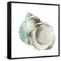 Pearl Shell-Aimee Wilson-Framed Stretched Canvas