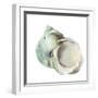 Pearl Shell-Aimee Wilson-Framed Art Print