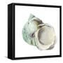 Pearl Shell-Aimee Wilson-Framed Stretched Canvas