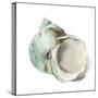 Pearl Shell-Aimee Wilson-Stretched Canvas