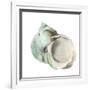 Pearl Shell-Aimee Wilson-Framed Premium Giclee Print