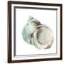Pearl Shell-Aimee Wilson-Framed Premium Giclee Print