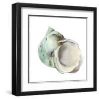 Pearl Shell-Aimee Wilson-Framed Art Print