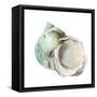 Pearl Shell-Aimee Wilson-Framed Stretched Canvas