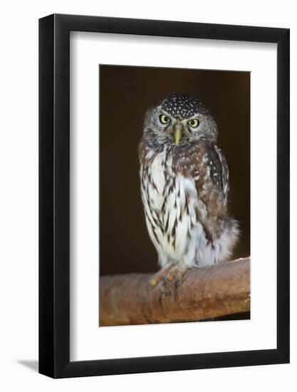 Pearl-Spotted Owl Bird-Four Oaks-Framed Photographic Print