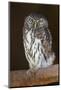 Pearl-Spotted Owl Bird-Four Oaks-Mounted Photographic Print