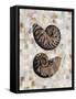 Pearlized Nautilus-Regina-Andrew Design-Framed Stretched Canvas