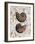 Pearlized Nautilus-Regina-Andrew Design-Framed Art Print