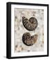 Pearlized Nautilus-Regina-Andrew Design-Framed Art Print