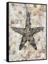 Pearlized Starfish-Regina-Andrew Design-Framed Stretched Canvas